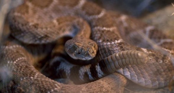 Texas man nearly dies after being bitten by severed snake head