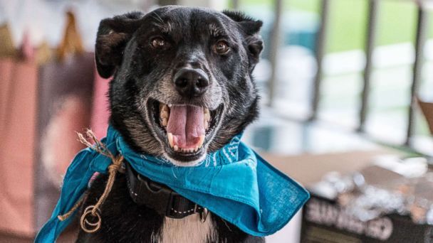 Dog loses couple's wedding rings minutes before ceremony