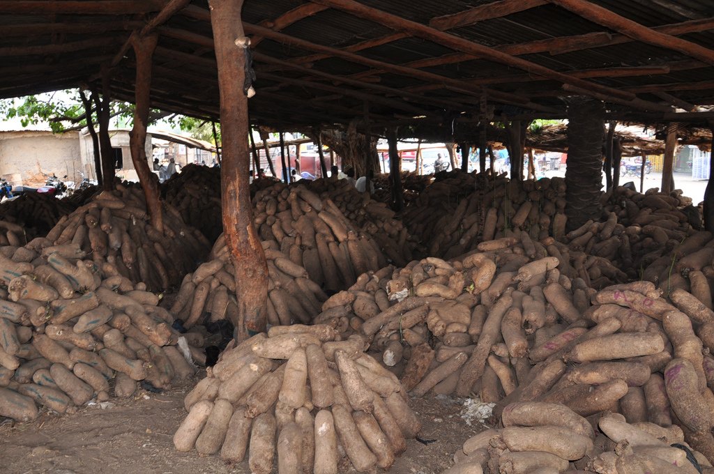 Nigeria to produce seed yams for export