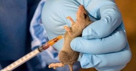 Lassa fever: Imo may ban public functions, rallies as three die