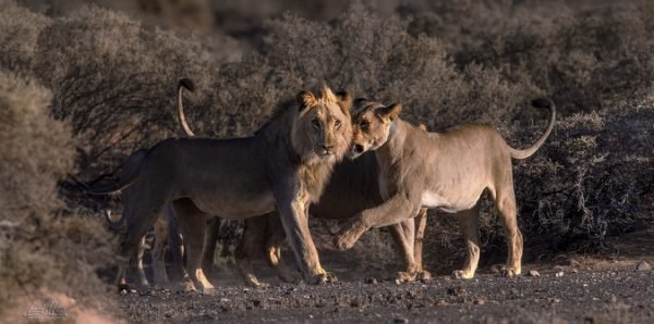 Lions eat poacher and leave his head