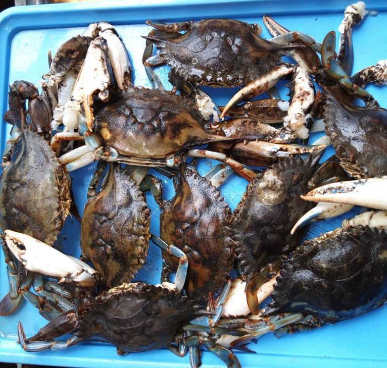 Regular crab consumers likely to live long – Nutritionist