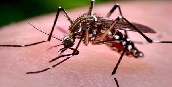 Malaria: Stop self-medication