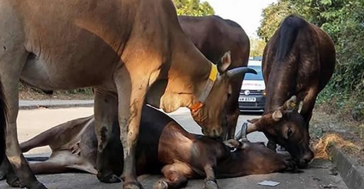 15 cow traders die in auto crash in Kebbi