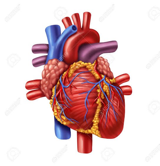World Heart Day: Cardiologists Raise Alarm On Increase In Cardiovascular Diseases