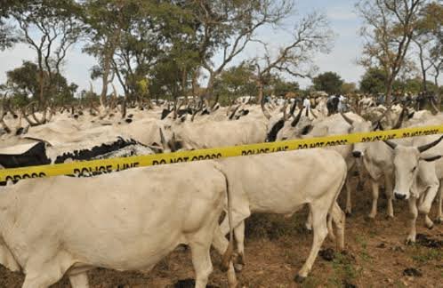 Police Recover 36 Cows From Rustlers In Zamfara