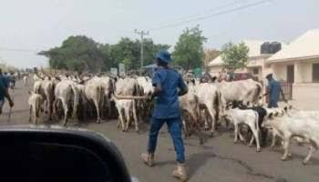 Benue Livestock Guards Impounds 230 Cows, Arrest 4 herders For Open Grazing