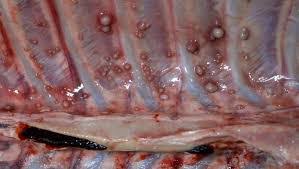 Bovine Tuberculosis: Abia Commissioner Warns Residents Against Eating Cow Lungs