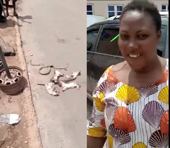 Nigerian Woman Finds Four Cats, Snake In Her Prado Jeep