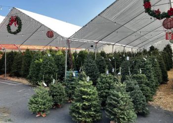 Woman Killed By Falling Christmas Tree On Belgian Market Square