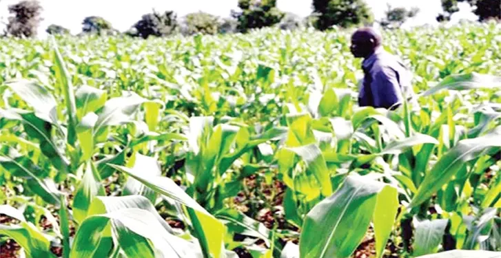FG Releases 23 New High-Yield Crop Varieties To Farmers