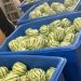 U.S. Authorities Discover $5m Worth Of Meth Disguised As Watermelons