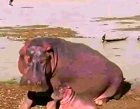 Hippo Kills Yauri Emir’s Guard In Kebbi