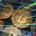 Bitcoin Surges Past $100,000 Amid Trump’s Pro-Crypto Momentum