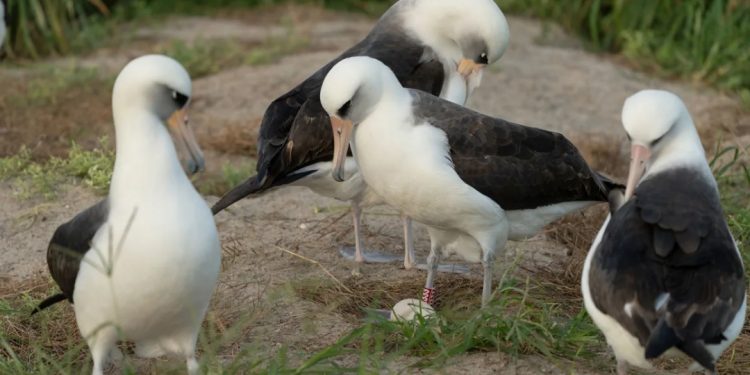 74-Year-old World Oldest Known Wild Bird Lays Egg