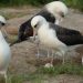 74-Year-old World Oldest Known Wild Bird Lays Egg