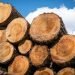FG Bans Wood Export, Revokes Licences