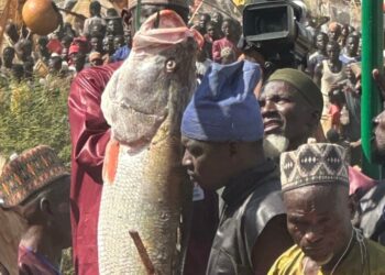Argungu Fishing Festival: Winner Smiles Home With Toyota Cars, N1m