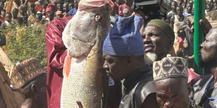 Argungu Fishing Festival: Winner Smiles Home With Toyota Cars, N1m