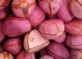Kano Pilgrims Board Urge Intending Pilgrims To Avoid Taking Kolanut To Saudi Arabia