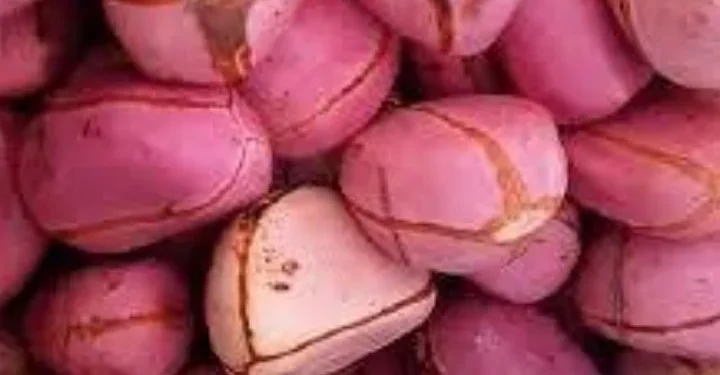 Kano Pilgrims Board Urge Intending Pilgrims To Avoid Taking Kolanut To Saudi Arabia