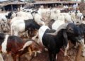 Sallah: Dutse Residents Groan Over Soaring Ram Price